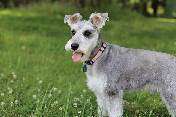 Miniature Schnauzer Vancouver