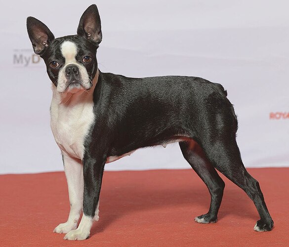 Boston Terrier Canada winter