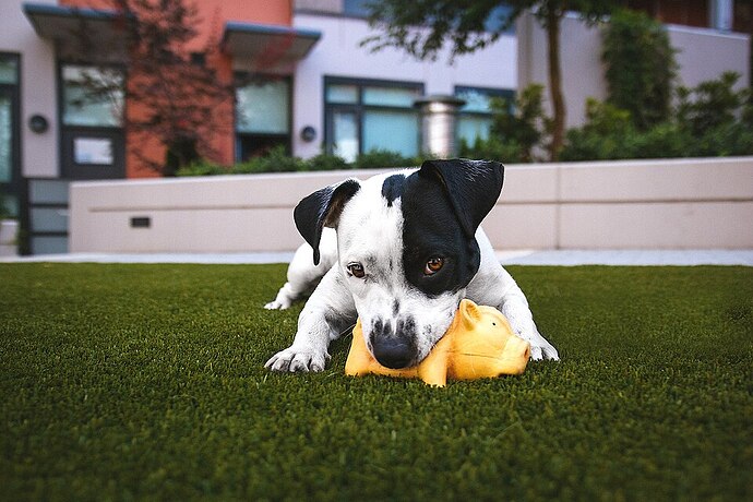 dog toys dog training nose work