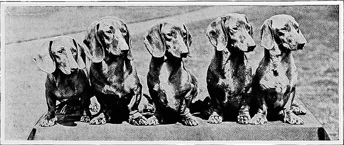Dachshund Toronto apartment Toronto house