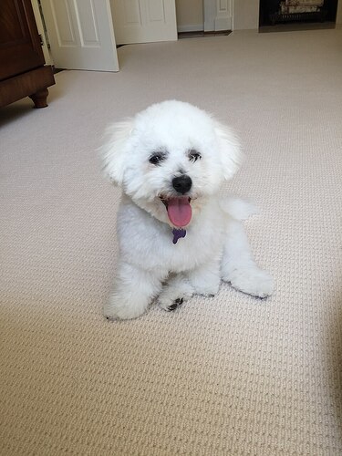 Bichon Frise dog grooming veterinarian