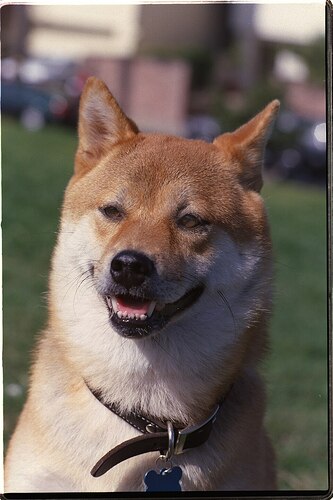 Shiba Inu Toronto