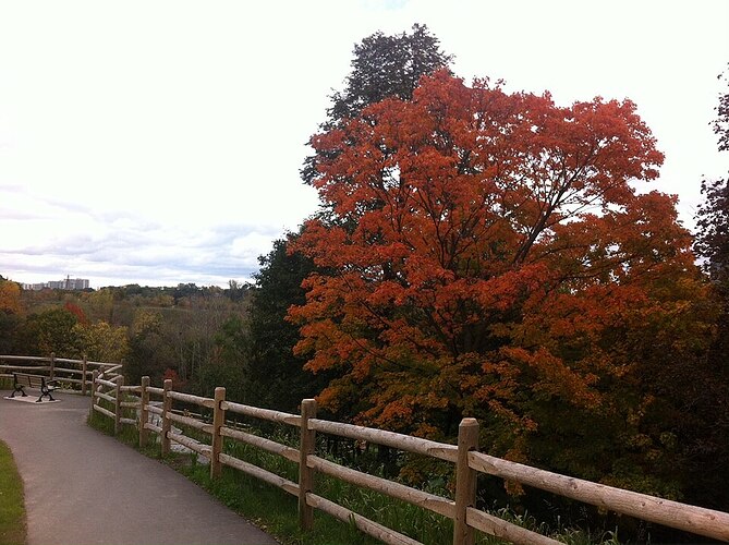 Toronto autumn healthy food common cold