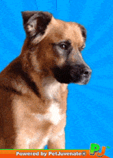 Tenor
